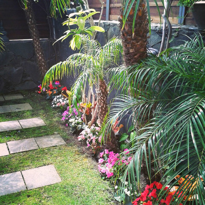 Plantación y mantenimiento