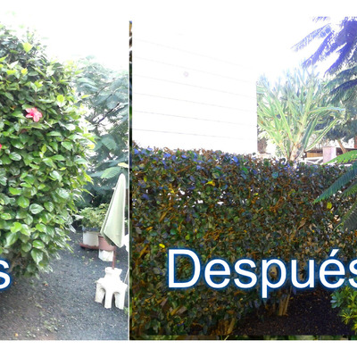 Poda de hibisco