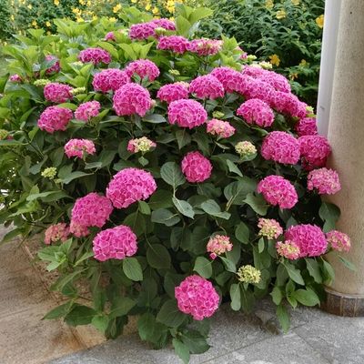 Plantas en nuestro jardín