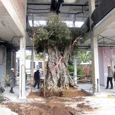 plantaccion de olivo