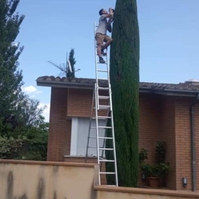 Recorte de seto cilindrico (Cupressus sempervirens/Ciprés)