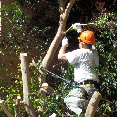 poda de altura mediante trepa