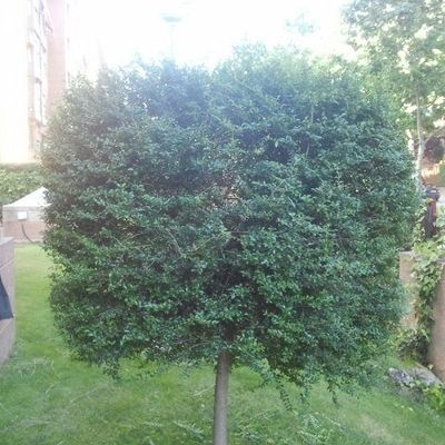 Poda de arbol y arreglo