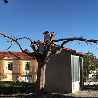 Poda de arboles expansiva