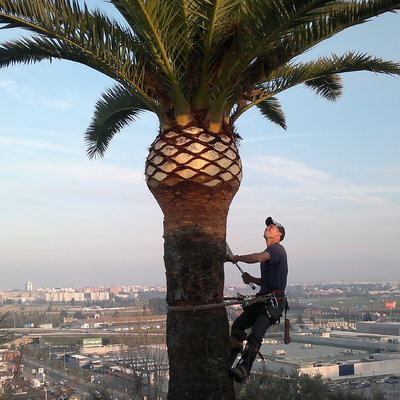 PODA DE PALMERA