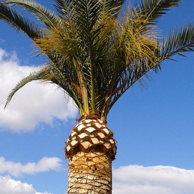 PODA DE PALMERAS Y TRATAMIENTOS PICUDO