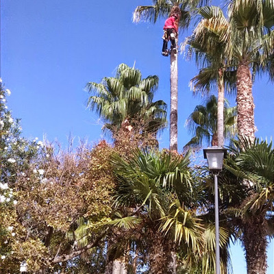 Poda de Palmeras