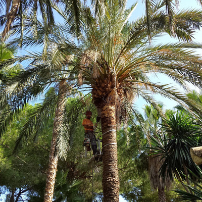 Poda de palmeras
