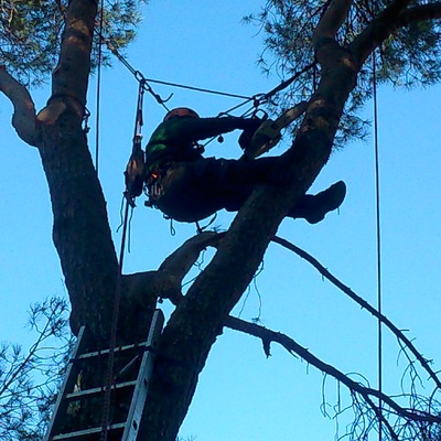 poda de pinos piñoneros en altura