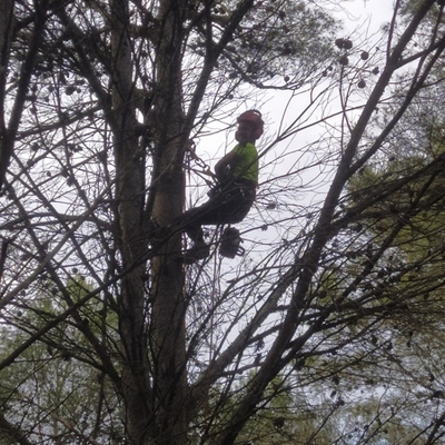 Poda de pinos con trepa