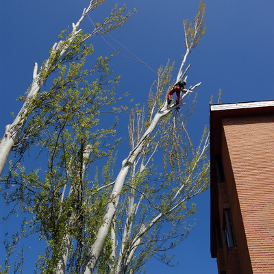 Poda de seguridad en chopos grandes