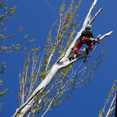 Poda de seguridad en chopos grandes