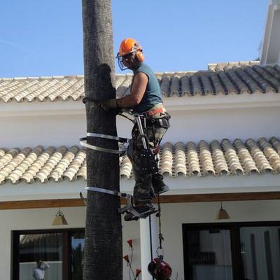 Poda de todo tipo de arboles