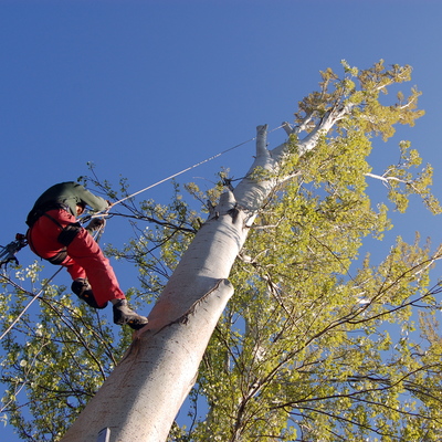 Poda se seguridad en chopos 