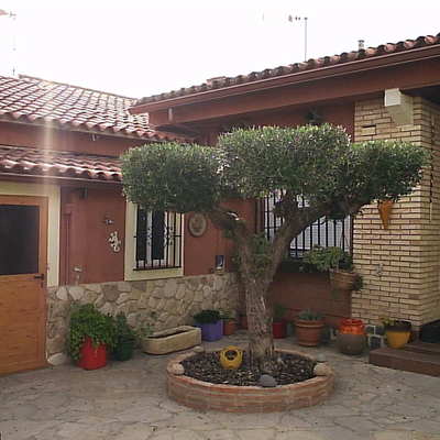 poda topiaria  de olivo.