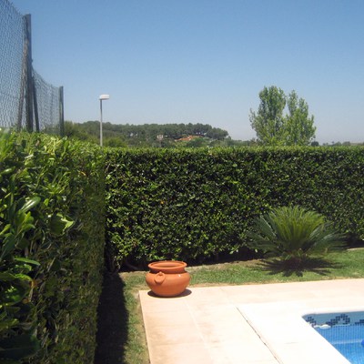 PODA Y MANTENIMIENTO DE SETOS