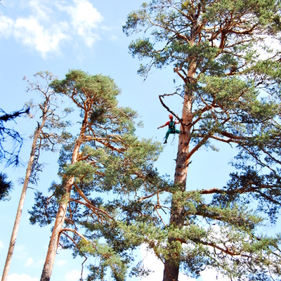 Podas en altura en pinos silvestres de mas de 35 mts.