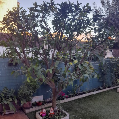PODAS FRUTALES