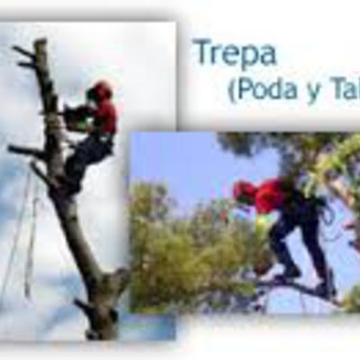 podas y talas con tecnica de trepa