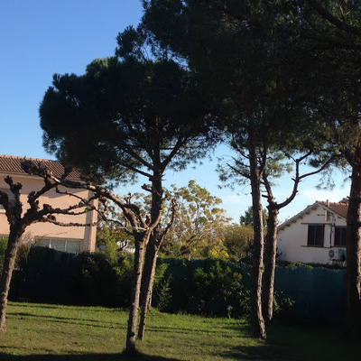 Poda y cuidado de arboles