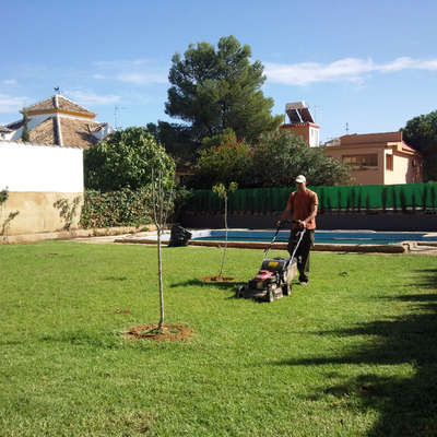 Pradera de cesped con semilla-3