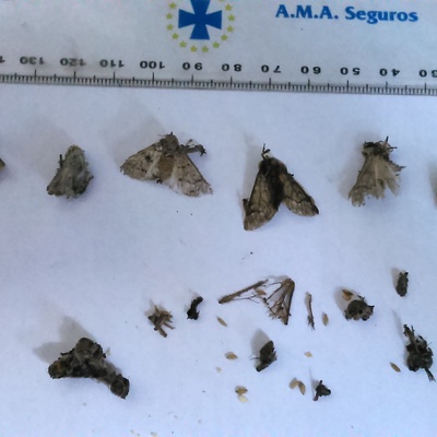 Procesionaria del pino