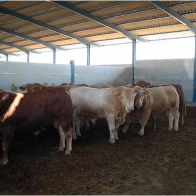 Proyecto de cebadero de terneros