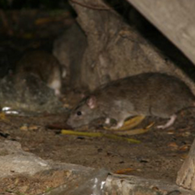PLAGA DE RATAS EN UN CHALET CERCA DE BOADILLA DEL MONTE
