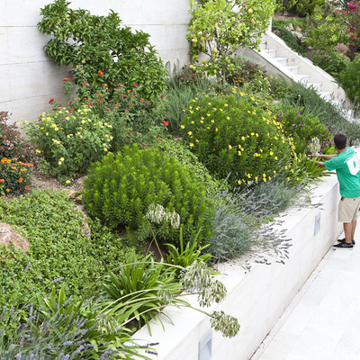 Rocalla con planta aromática