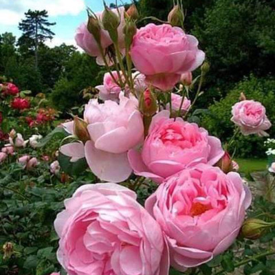 Jardinería y multiservicios s.l