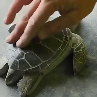 Tortuga tallada en cantería