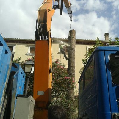 Tala controlada de palmera.