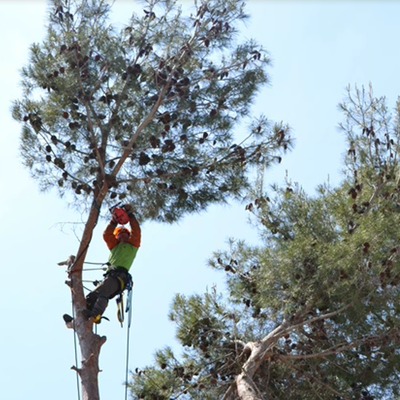 Tala controlada en altura