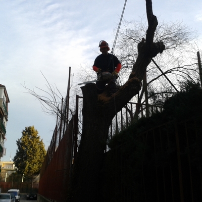 Tala de árbol peligroso junto al patio de un colegio publico