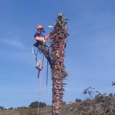 Tala de palmera