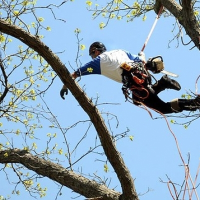 Podas en altura, tecnicas trepa de arboles