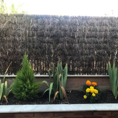 Sustitución de tierra y plantación de especies vegetales