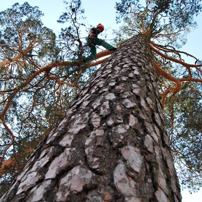 Trabajo en arbol gigantesco.