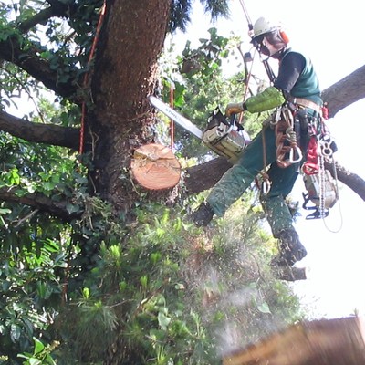 Poda de Altura. Sistema de trepa