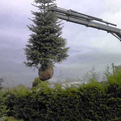 Transplante Árboles