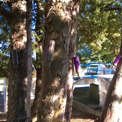 Control de procesionaria del pino