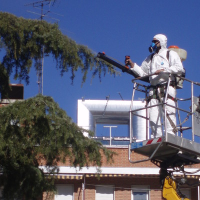 Tratamiento fitosanitario contra la procesionaria del pino