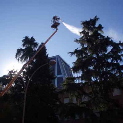 Tratamiento fitosanitario en árboles de gran porte