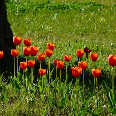 Tulipanes