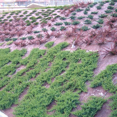 Talud con plantas cobertoras y malla biodegradable