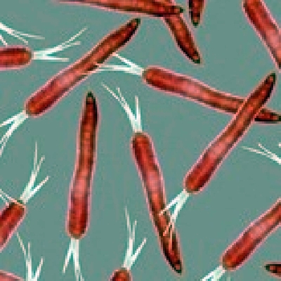 Venta de papel pintado, murales y vinilos decorativos Zarandona