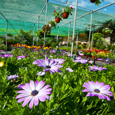 Centro de jardinería