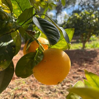 Poda y mantenimiento de fincas en produccion