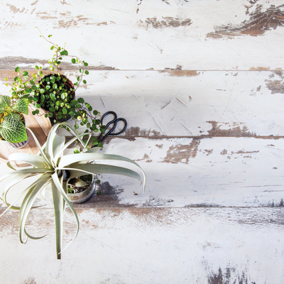 SUELOS BERRY White-Vintage-Oak-4481-RSH