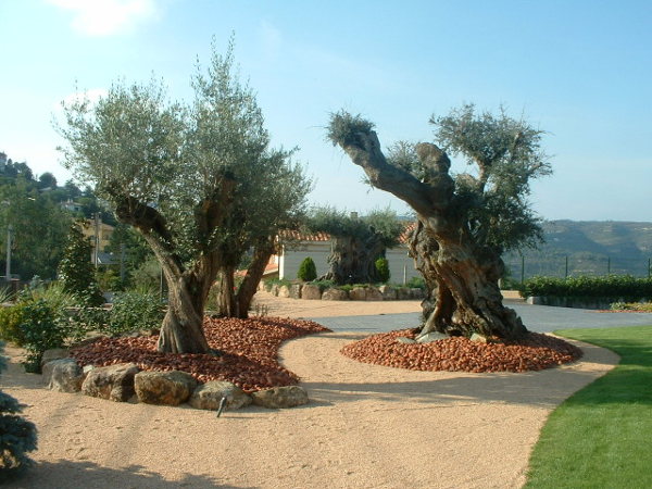 olivos